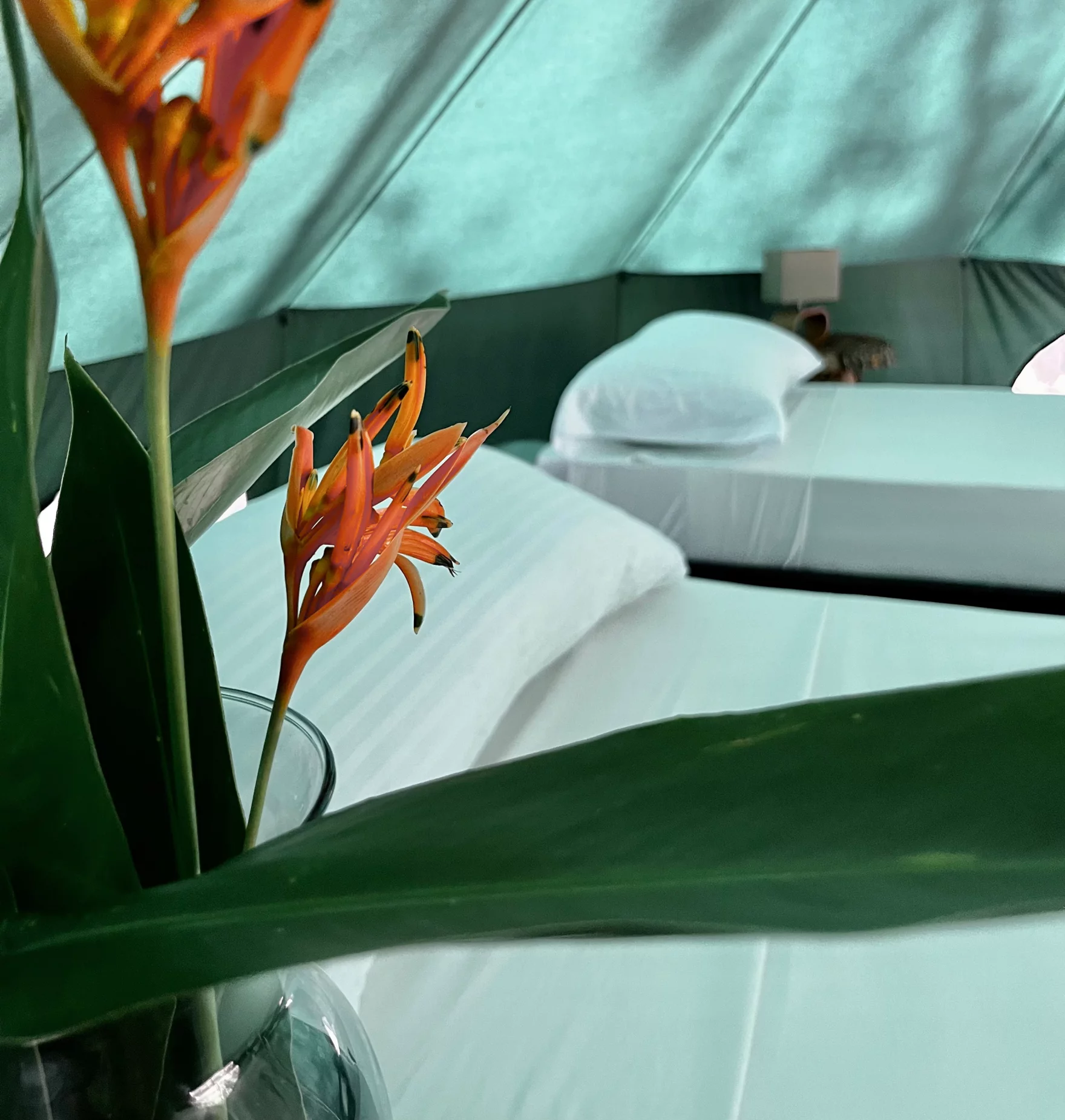 Ecoglamping privado - Acomodación Individual 1 persona - Imagen 4